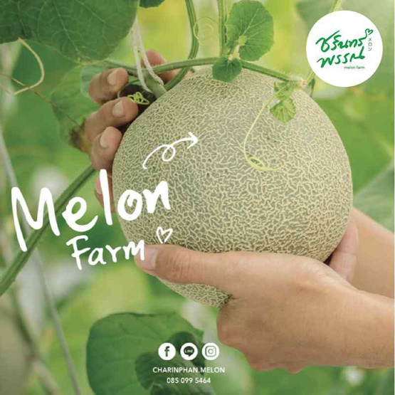 ไร่ชรินทร์พรรณ เมล่อนฮอกไกโดพรีเมียม สีส้ม 2 ลูก/กล่อง