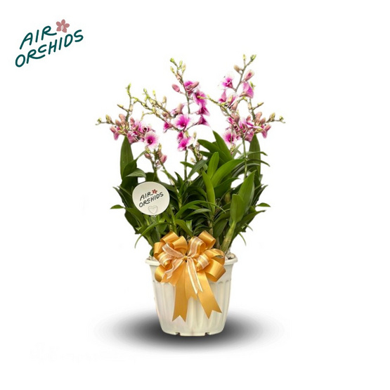 เซตกล้วยไม้หวายแคระ กระถางโรมัน