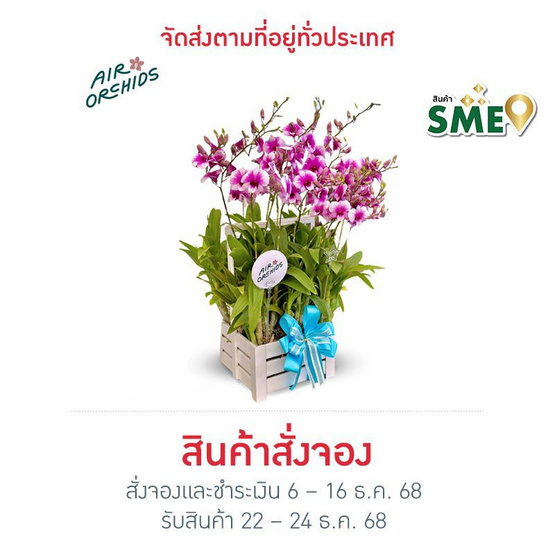 เซตกล้วยไม้หวายแคระ กระเช้าหูหิ้วสีขาว