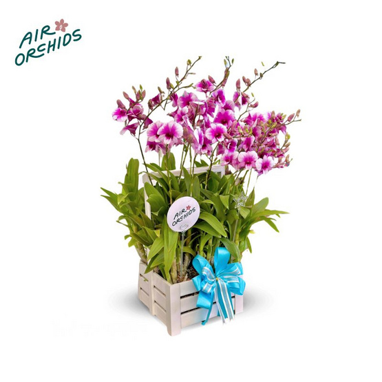 เซตกล้วยไม้หวายแคระ กระเช้าหูหิ้วสีขาว