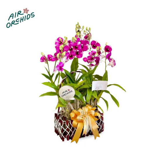 เซตกล้วยไม้หวายทูโทน กระเช้าเล็ก