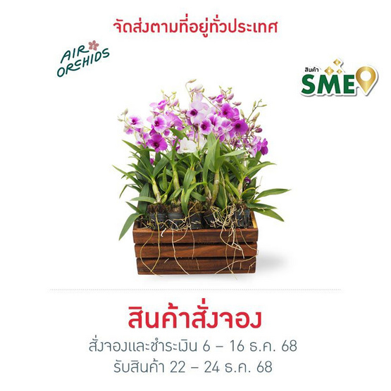 เซตกล้วยไม้หวายแคระญาญ่าขนาด 1 นิ้ว 20 ต้น