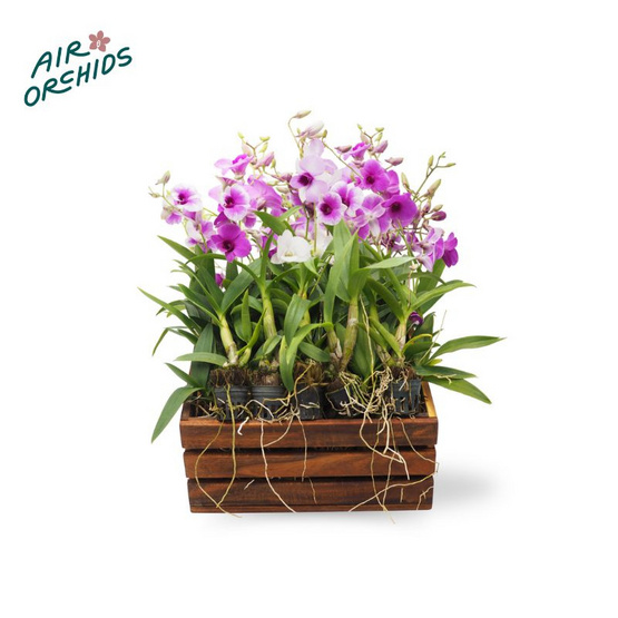 เซตกล้วยไม้หวายแคระญาญ่าขนาด 1 นิ้ว 20 ต้น