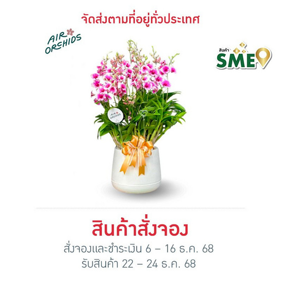 เซตกล้วยไม้หวายญาญ่า กระถางโมเดิร์น