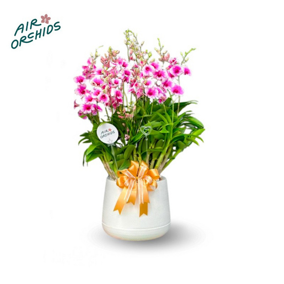 เซตกล้วยไม้หวายญาญ่า กระถางโมเดิร์น