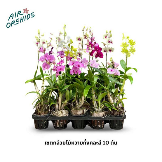 เซตกล้วยไม้หวายกึ่งคละสี 10 ต้น