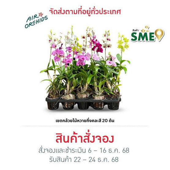 เซตกล้วยไม้หวายกึ่งคละสี 20 ต้น