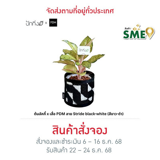 ต้นลัคกี้ x เสื่อ PDM ลาย Stride black-white (สีขาว-ดำ)