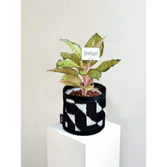 ต้นลัคกี้ x เสื่อ PDM ลาย Stride black-white (สีขาว-ดำ)