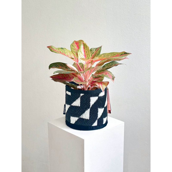 ต้นกวักมหามงคล x เสื่อ PDM ลาย Stride black-white (สีขาว-ดำ)