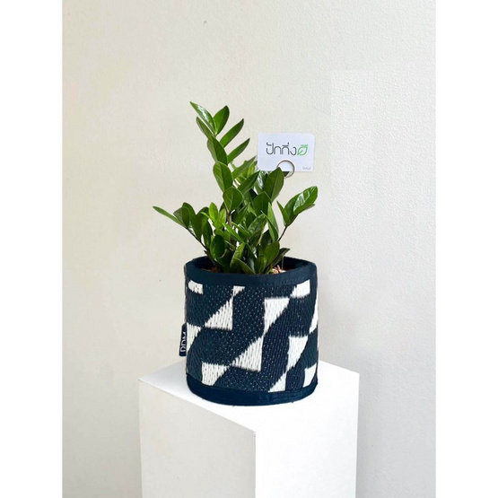 ต้นกวักมรกต x เสื่อ PDM ลาย Stride black-white (สีขาว-ดำ)