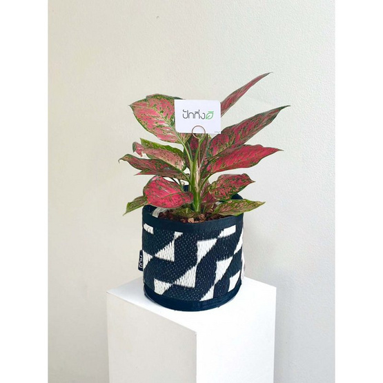 ต้นอัญมณี x เสื่อ PDM ลาย Stride black-white (สีขาว-ดำ)