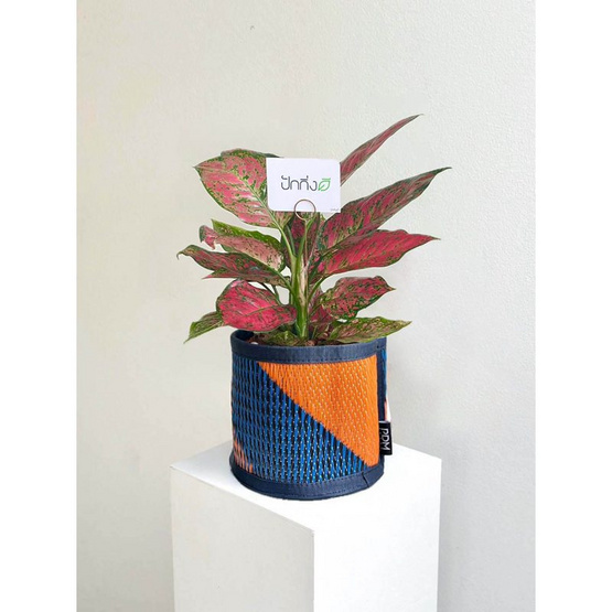 ต้นอัญมณี x เสื่อ PDM ลาย Avalon indigo-orange (สีคราม-ส้ม)