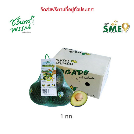 ไร่ชรินทร์พรรณ อะโวคาโด พันธุ์พื้นเมือง