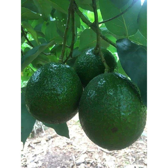 ไร่ชรินทร์พรรณ อะโวคาโด พันธุ์พื้นเมือง