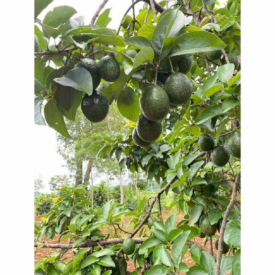 ไร่ชรินทร์พรรณ อะโวคาโด พันธุ์พื้นเมือง