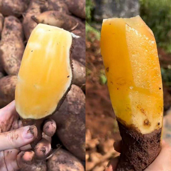 ไร่ชรินทร์พรรณ บัวหิมะ