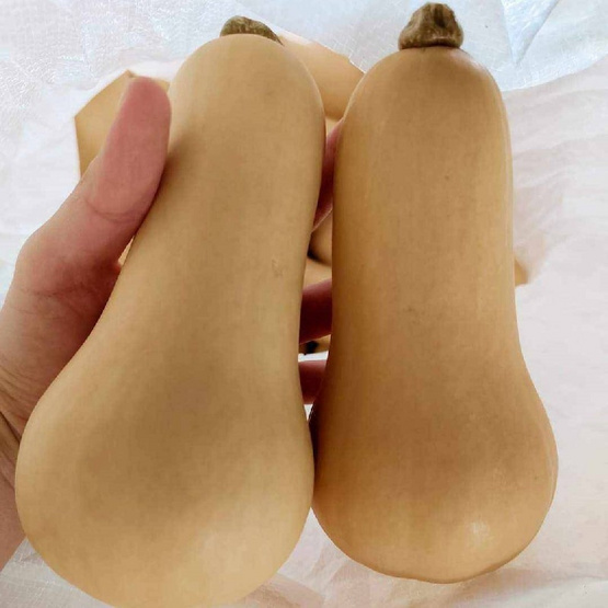 ไร่ชรินทร์พรรณ ฟักทองบัตเตอร์นัท 2 กิโลกรัม