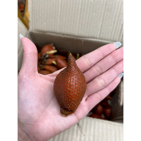 สวนเจ้าพายุ สละพันธุ์สุมาลี 2 กิโลกรัม