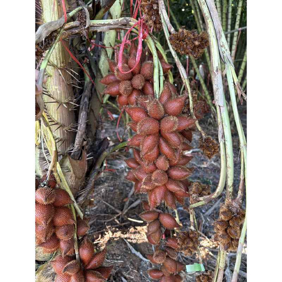 สวนเจ้าพายุ สละพันธุ์สุมาลี 2 กิโลกรัม