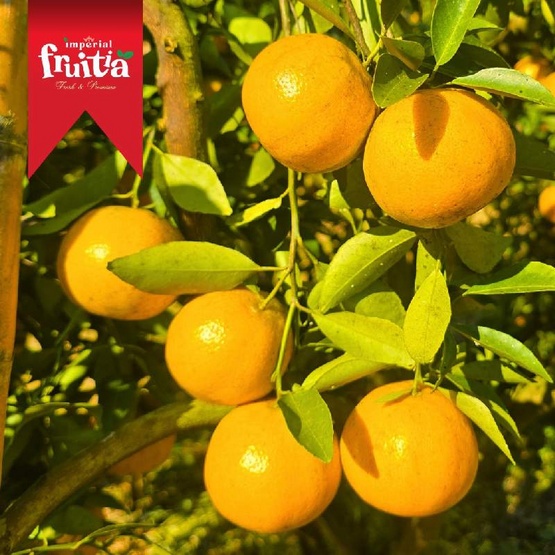 อิมพีเรียล ฟรุตเทีย ส้มจักรพรรดิ Extra Sweet ไซซ์ 0 กล่อง 5 กก. (6-8 ผล/กก.)