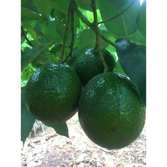 ไร่ชรินทร์พรรณ อะโวคาโด พันธุ์พื้นเมือง