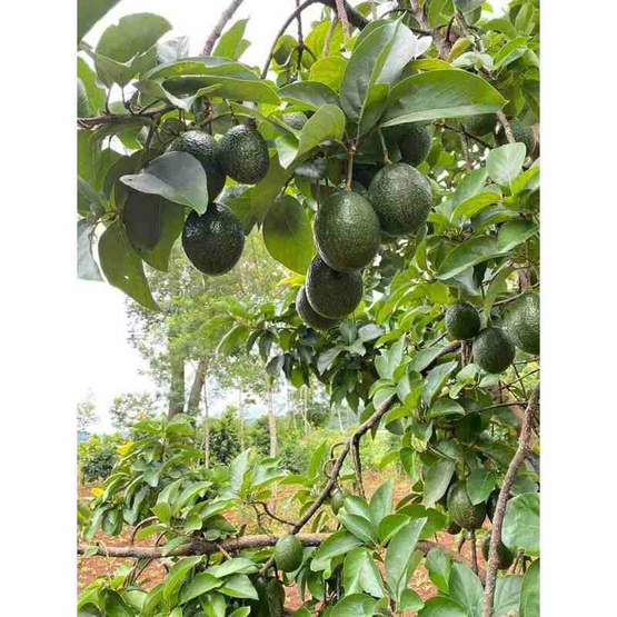 ไร่ชรินทร์พรรณ อะโวคาโด พันธุ์พื้นเมือง