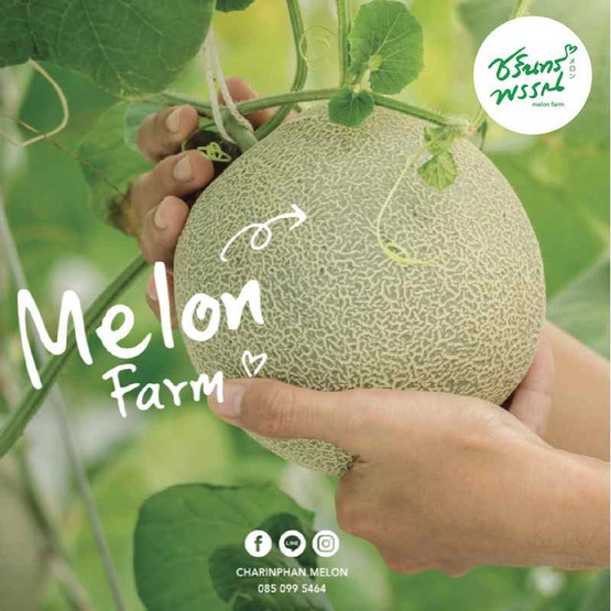 ไร่ชรินทร์พรรณ เมล่อนฮอกไกโดพรีเมียม สีส้ม