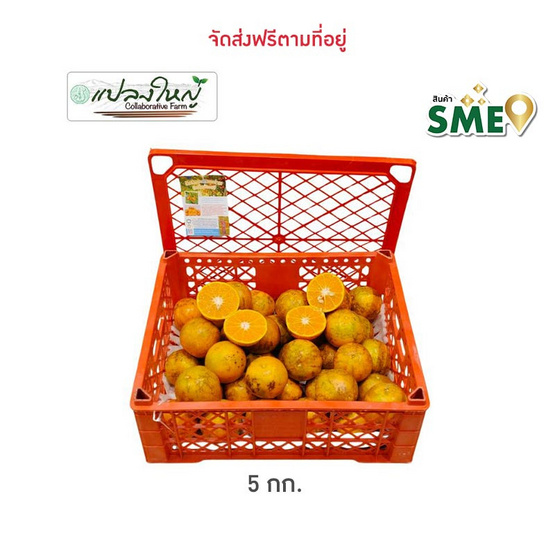 แปลงใหญ่ส้มเขียวหวานที่สูงสะเนียน ส้มสีทอง GI จ. น่าน 5 กิโลกรัม