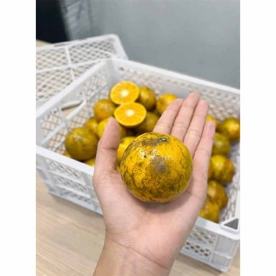 แปลงใหญ่ส้มเขียวหวานที่สูงสะเนียน ส้มสีทอง (ลายน้ำหมาก) GI จ. น่าน 5 กิโลกรัม