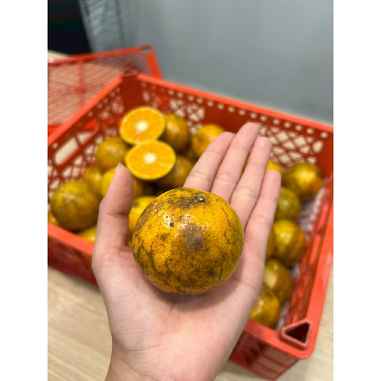 แปลงใหญ่ส้มเขียวหวานที่สูงสะเนียน ส้มสีทอง GI จ. น่าน 5 กิโลกรัม