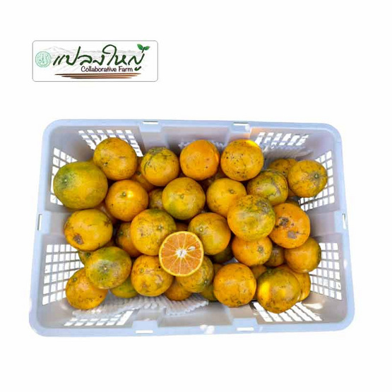 แปลงใหญ่ส้มเขียวหวานที่สูงสะเนียน ส้มสีทอง (ลายน้ำหมาก) GI จ. น่าน 5 กิโลกรัม