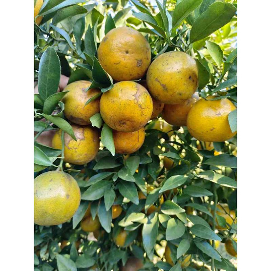 แปลงใหญ่ส้มเขียวหวานที่สูงสะเนียน ส้มสีทอง (ลายน้ำหมาก) GI จ. น่าน 5 กิโลกรัม