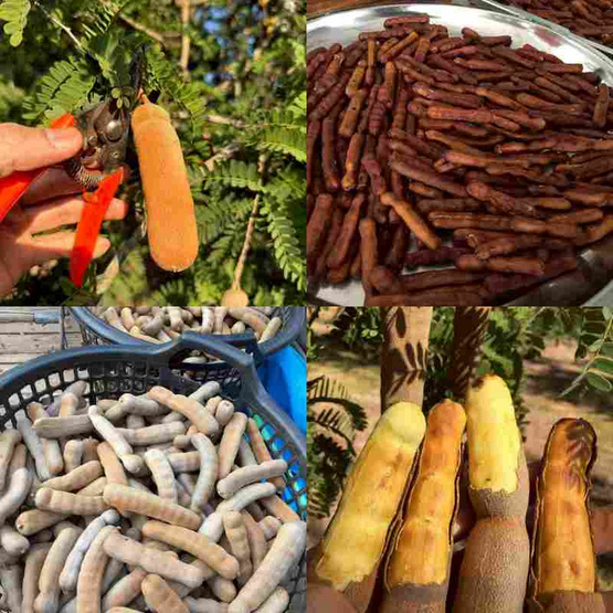 ไร่ชรินทร์พรรณ มะขามหวานแกะเปลือก พันธุ์สีทอง จ. ลำปาง