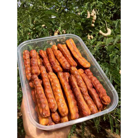 ไร่ชรินทร์พรรณ มะขามหวานแกะเปลือก พันธุ์สีทอง จ. ลำปาง