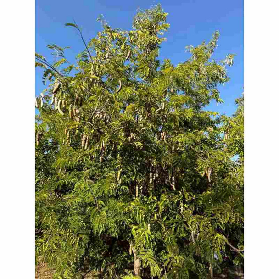 ไร่ชรินทร์พรรณ มะขามหวานแกะเปลือก พันธุ์สีทอง จ. ลำปาง