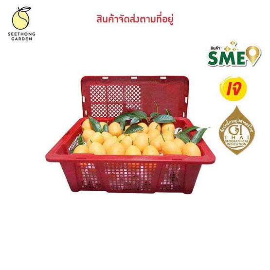 สวนศรีทอง มะยงชิดพันธุ์ทูลเกล้า GI จ. นครนายก ไซซ์เล็ก (18-24 ลูก/กก.) 2 กิโลกรัม