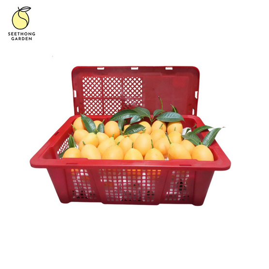 สวนศรีทอง มะยงชิดพันธุ์ทูลเกล้า จ. นครนายก (18-24 ลูก/กก.) 2 กิโลกรัม