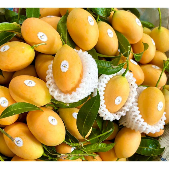 สวนศรีทอง มะยงชิดพันธุ์ทูลเกล้า จ. นครนายก (18-24 ลูก/กก.) 2 กิโลกรัม