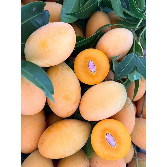 สวนศรีทอง มะยงชิดพันธุ์ทูลเกล้า จ. นครนายก (18-24 ลูก/กก.) 2 กิโลกรัม