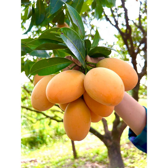 สวนศรีทอง มะยงชิดพันธุ์ทูลเกล้า จ. นครนายก (18-24 ลูก/กก.) 2 กิโลกรัม