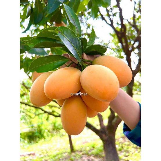 สวนศรีทอง มะยงชิดพันธุ์ทูลเกล้า GI จ. นครนายก ไซซ์เล็ก (18-24 ลูก/กก.) 2 กิโลกรัม