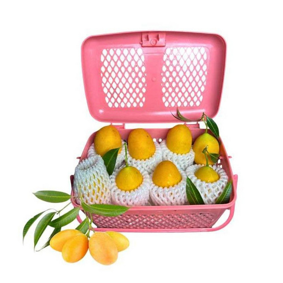 สวนศรีทอง มะปรางหวาน จ.นครนายก (14-21 ลูก/กก.)