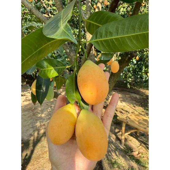 สวนศรีทอง มะปรางหวาน จ.นครนายก (14-21 ลูก/กก.)