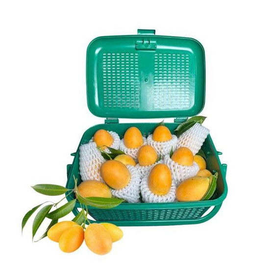 สวนศรีทอง มะปรางหวาน จ.นครนายก (14-21 ลูก/กก.)