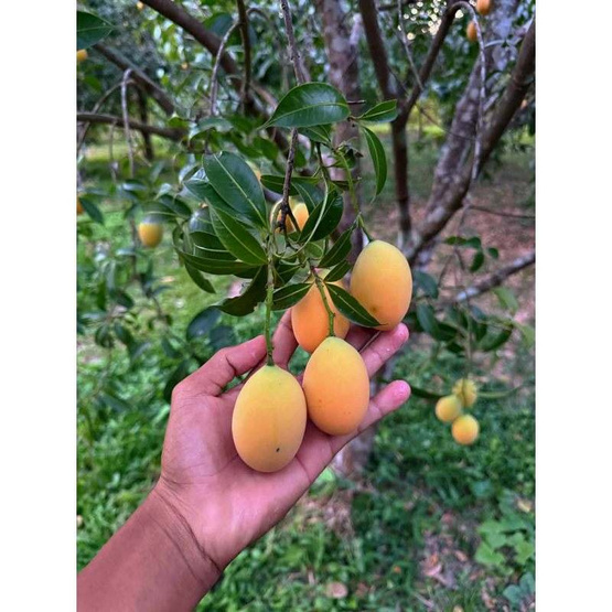 มะยงชิด GI นครนายก วิสาหกิจชุมชนแปลงใหญ่ดงละคร (16-18 ลูก/กก.) 3 กิโลกรัม