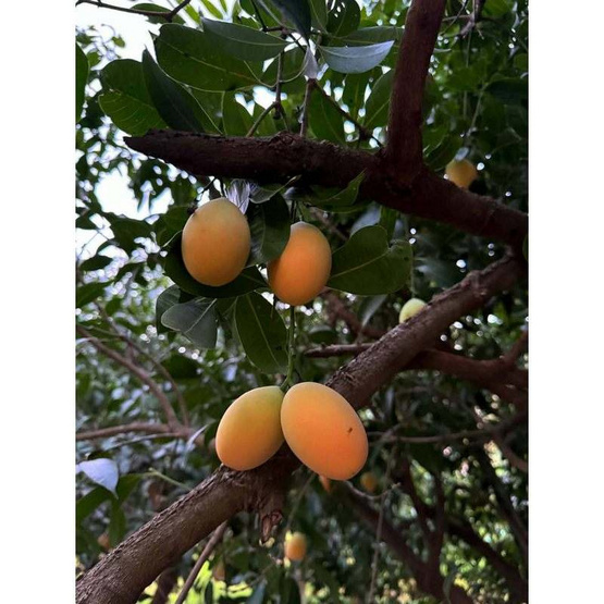 มะยงชิด GI นครนายก วิสาหกิจชุมชนแปลงใหญ่ดงละคร (16-18 ลูก/กก.) 3 กิโลกรัม