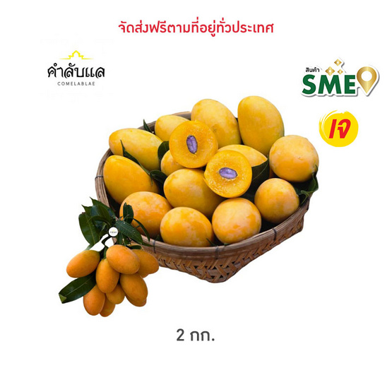 สวนคำลับแล มะยงชิดพันธุ์ทูลเกล้า (14-16 ลูก/กก.)