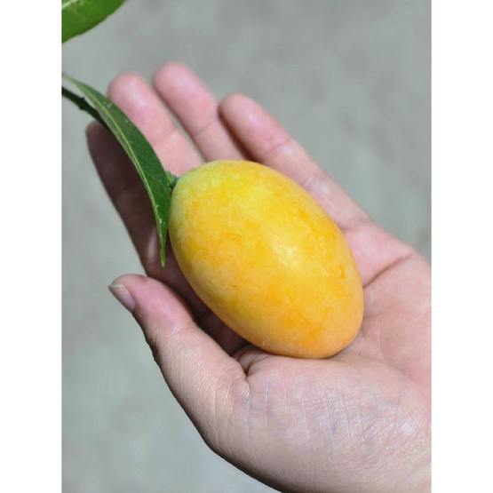 สวนคำลับแล มะยงชิดพันธุ์ทูลเกล้า (14-16 ลูก/กก.)