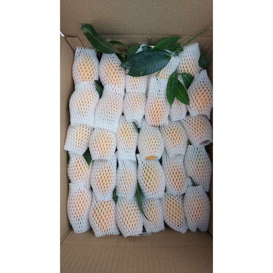 สวนคำลับแล มะยงชิดพันธุ์ทูลเกล้า (14-16 ลูก/กก.)